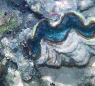 Zdjęcia rafy wykonane przeze mnie pod wodą