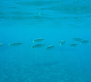 Schnorcheln Faliraki