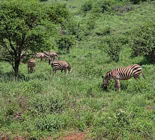 Tsavo 