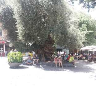 Palma de Mallorca uralte Olive in der Altstadt