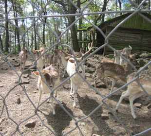 Wildpark bei der Rietburg