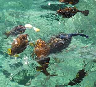 Рыбки на понтоне