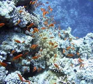 Nurkowanie w Sharm el Sheikh - podwodne życie