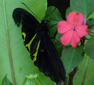 Im Schmetterlingspark