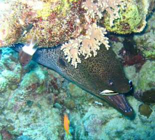 Muräne beim Zähne putzen (Putzerfisch im Maul)