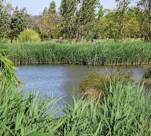 Im Vogelschutzgebiet des Parc de la Prade