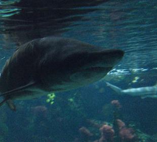 Berliner Zoo, Aquarium