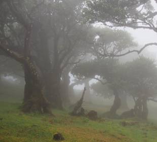Mystische Stimmung im Lorbeerwald