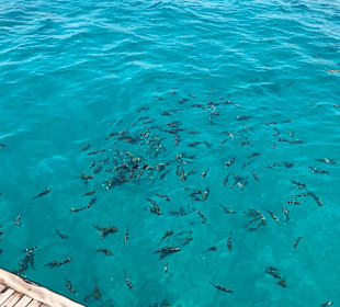 Schnorcheln Makadi Bay