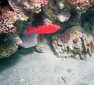 Nordriff Hotel Braka Bay