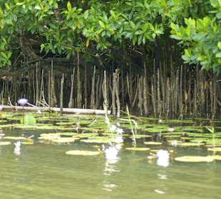 Die beeindruckenden Mangroven