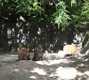 Tierpark Hagenbeck