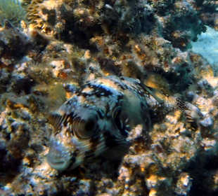 Schnorcheln Marsa Alam