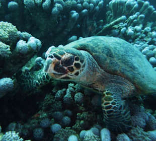 Karrettschildkröte in Sharm Abu Dabab