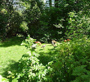 Unzählige Vögel auf Wiese