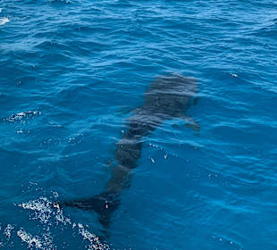 Schnorcheln Hurghada