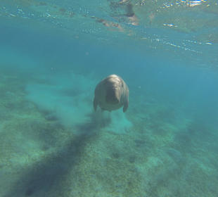 Auch dieses Jahr wieder die Seekuh gesehen