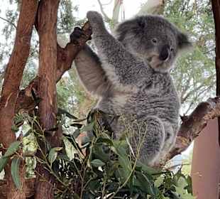 Featherdale Wildlife Park
