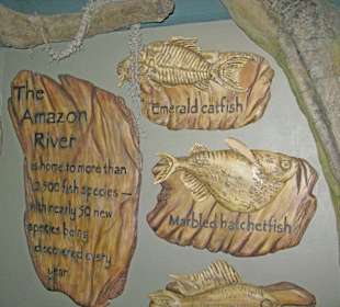 Schautafel Bereich River Scout