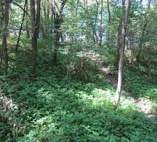 Kleiner Westwallweg bei Schaidt