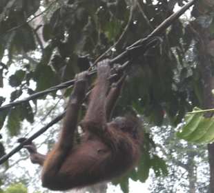Orang Utan