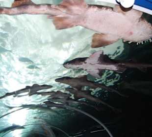 В океанариуме в Сиднее.