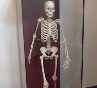 Entwicklung der Menschen