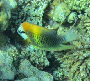 Stülpmaul-Lippfisch