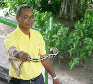 Strahlennatter - Coelognatus radiatus