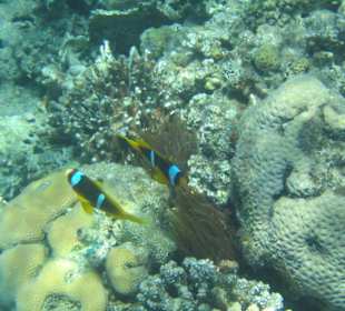 Anemonenfische mit Anemone