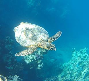 Schnorcheln Marsa Alam