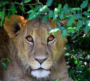 Löwe in der Masai Mara mit Karibu Kenia Safaris