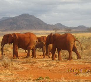 Tsavo Ost