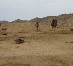 Kamele im Beduinencamp