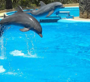 Delphinshow im Palmitos Park