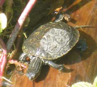 Nahaufnahme der zahlreichen Schildkröten