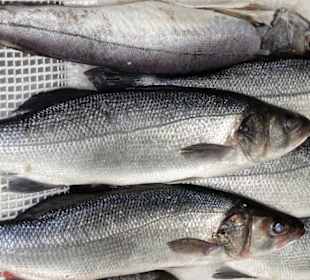 Rundgang durch die Fischabteilung