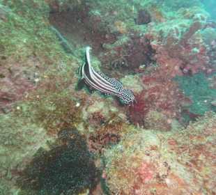 Tauchen am Wrack der Fähre in der Bucht Samana