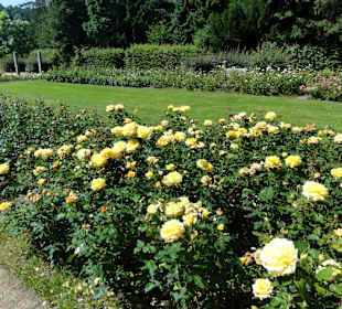 Spaziergang durch den Rosengarten