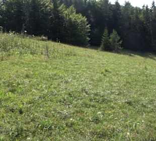 Wacholderheide Sternberg