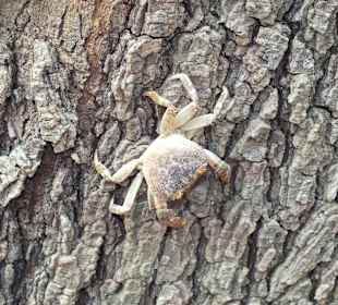 Krab w Dolinie Motyli