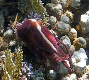 Octopus