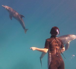 Delfine im Roten Meer.