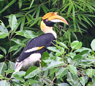 Giant Hornbill