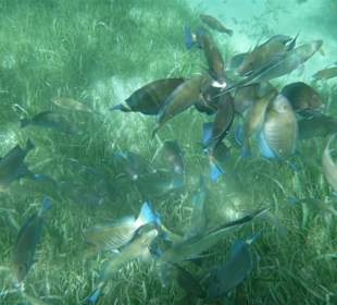Fische beim Schnorcheln