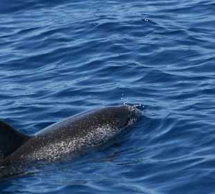 Katamaran Santa Maria