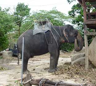 Elefanten vor dem Einstieg