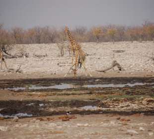 Etosha Nationalpark 4