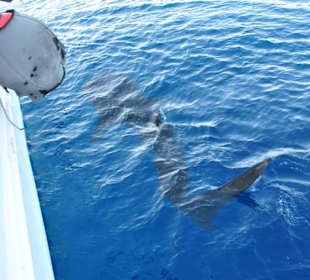 Simsim Dezember 2019