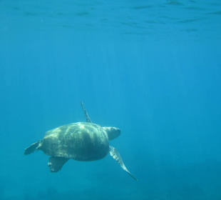 Caretta Caretta